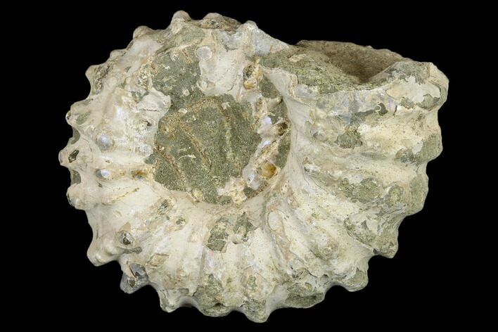 Bumpy Ammonite (Douvilleiceras) Fossil - Madagascar #115597